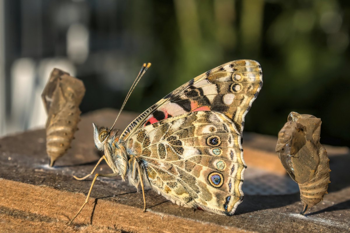 Papillon Belle-Dame vue de côté, posée entre deux chrysalide, semblant se réchauffer au soleil levant.